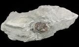 Wide, Enrolled Flexicalymene Trilobite In Shale - Ohio #52196-1